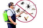 Pest Control Services